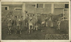 Eight Heifer Calves Sold at Hood Farm Auction Postcard