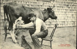 Man milking Cow into Cat's Mouth Cows & Cattle Postcard Postcard Postcard