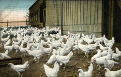 Chickens on Potter's Ranch in California Advertising Postcard Postcard Postcard