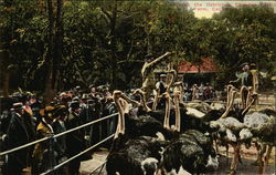 Feeding the Ostriches Postcard