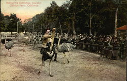 Riding the Ostriches Postcard