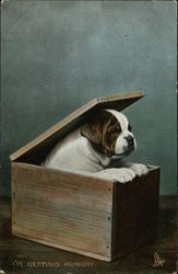 Puppy In Box Postcard