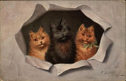 Three Kittens Looking through Torn Paper Cats Postcard Postcard Postcard