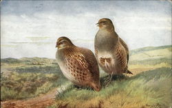 Two Partridges in Field Postcard