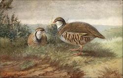 Two Partridge in a Field Tuck's Oilette Series Postcard Postcard Postcard