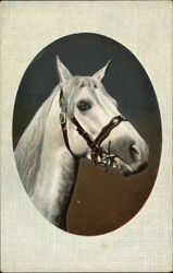 Bridled White Horse - Oval Frame Postcard