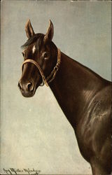 Brown horse with white diamond on forehead Postcard