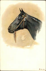 Head Portrait of a Black Horse with Bridle Horses Postcard Postcard Postcard