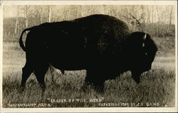 Leader of the Herd Postcard