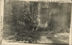 Boys in a Forest with Large Trees Postcard