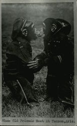 Two Chimps Dressed as Soldiers Kissing Postcard