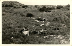 Bones from Dead Cattle in Desert Arizona Postcard Postcard Postcard