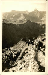 Mule Train Beginning Canyon Descent Arizona Postcard Postcard Postcard