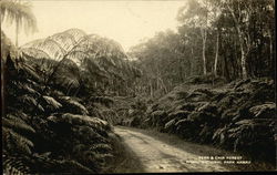 Fern and Chia Forest, Hawaii National Park Postcard