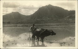 Water Buffalo and Man in Mud Honolulu, HI Postcard Postcard Postcard