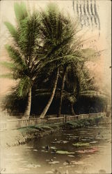 Palm Trees and Pond Postcard