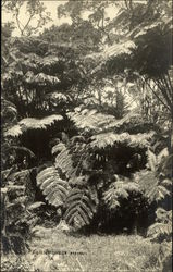 Fern Forest Postcard