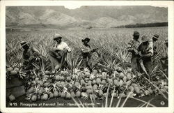 Pineapples at Harvest Time Postcard