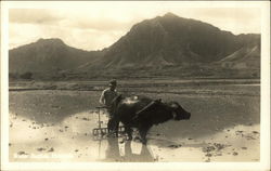 Ox plowing Postcard