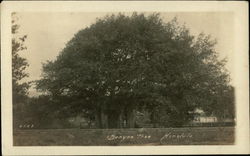 Banyan Tree Postcard