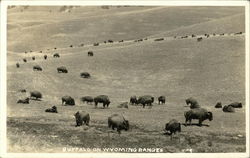 Buffalo on the range Postcard