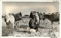 Nomadic Man and Pack Mules in Desert Postcard