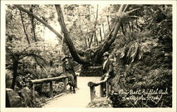 In Fern Dell, Griffith Park Los Angeles, CA Postcard Postcard Postcard