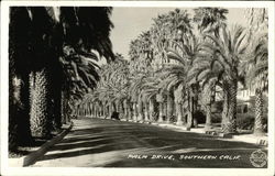 Palm drive in southern California Postcard