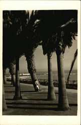 Woman Leaning on a Palm Tree Watching the Ocean California Postcard Postcard Postcard