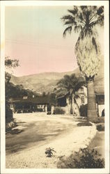 Large Palm Tree in a Neigborhood Postcard