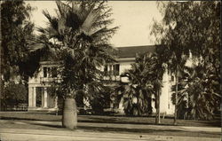 Large Palm Trees in Front of a House Los Angeles, CA Postcard Postcard Postcard