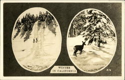 Two Winter Snow Scenes - Skiers and Deer California Postcard Postcard Postcard