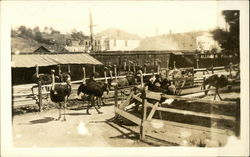 Ostrich Farm near Alligator Farm Postcard