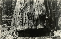 Falling a Redwood Tree 20 ft. in Diameter - Redwood Highway Postcard