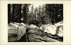 On the Road to Yosemite Valley - Giant Snow Banks California Postcard Postcard Postcard