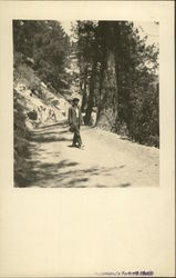 Man on Mountain Road with Tall Trees California Postcard Postcard Postcard