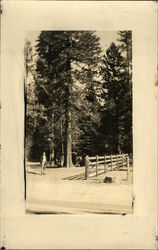 Picnic grounds near the horse paddock at Happy Isles Postcard