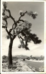 Highway through The Joshua Tree Forest, Mojave Desert Postcard