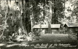 Hartsook Inn Humboldt County, CA Postcard Postcard Postcard