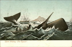 Sperm Whaling "The Capture" Canoes & Rowboats Postcard Postcard Postcard