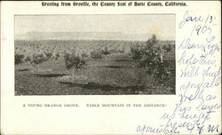 Young Orange Grove, Table Mountain in the Distance Oroville, CA Postcard Postcard Postcard