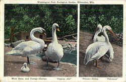 Washington Park Zoological Garden Postcard