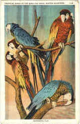 Tropical Birds At The Ringling Bros. Winter Quartrs Postcard