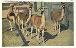 Llama At The Ringling Bros. Winter Quarters Postcard