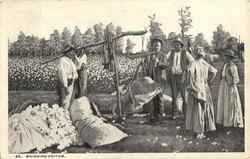 Weighing Cotton Farming Postcard Postcard