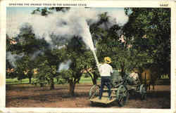 Spraying The Orange Trees In The Sunshine State Postcard