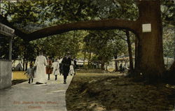 Erie Beach in the Grove Postcard