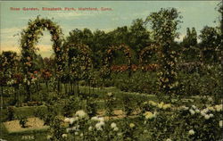 Rose Garden, Elizabeth Park Postcard