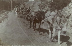 Pack Train Going Down Road Donkeys Postcard Postcard Postcard