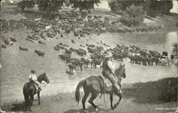 Fording Milk River Postcard